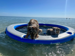 Aussie Floats Lily Pad water hammock floating mat